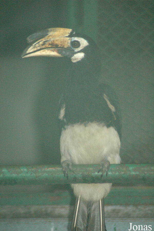Anthracoceros coronatus