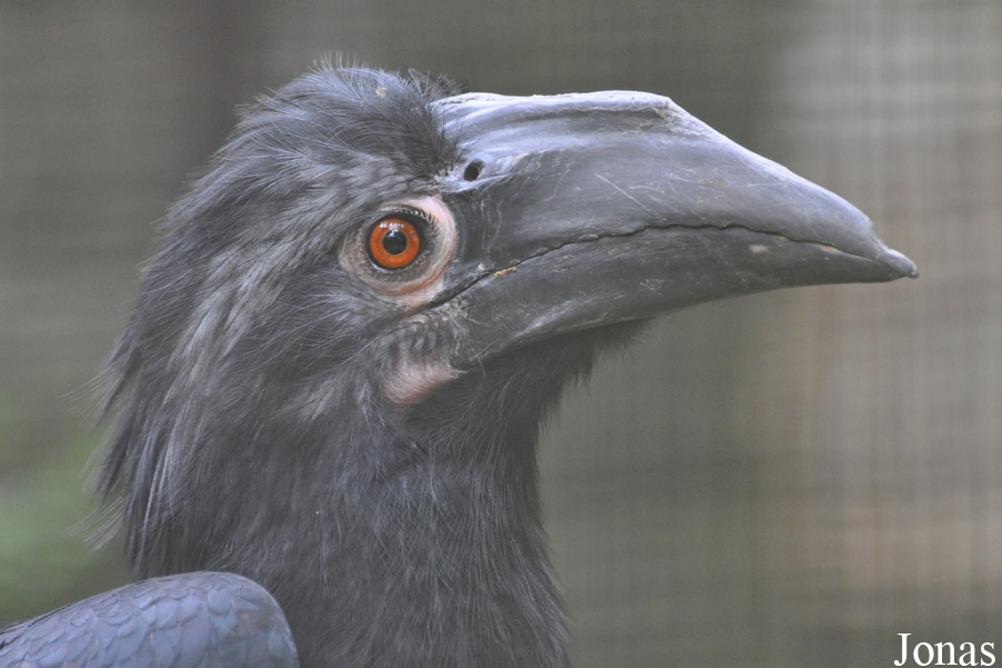 Anthracoceros malayanus