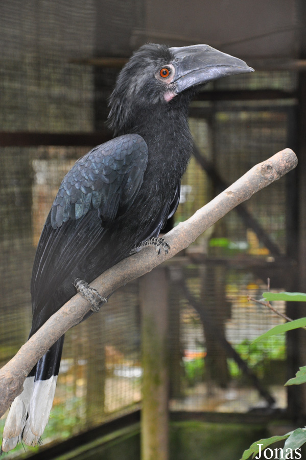 Anthracoceros malayanus