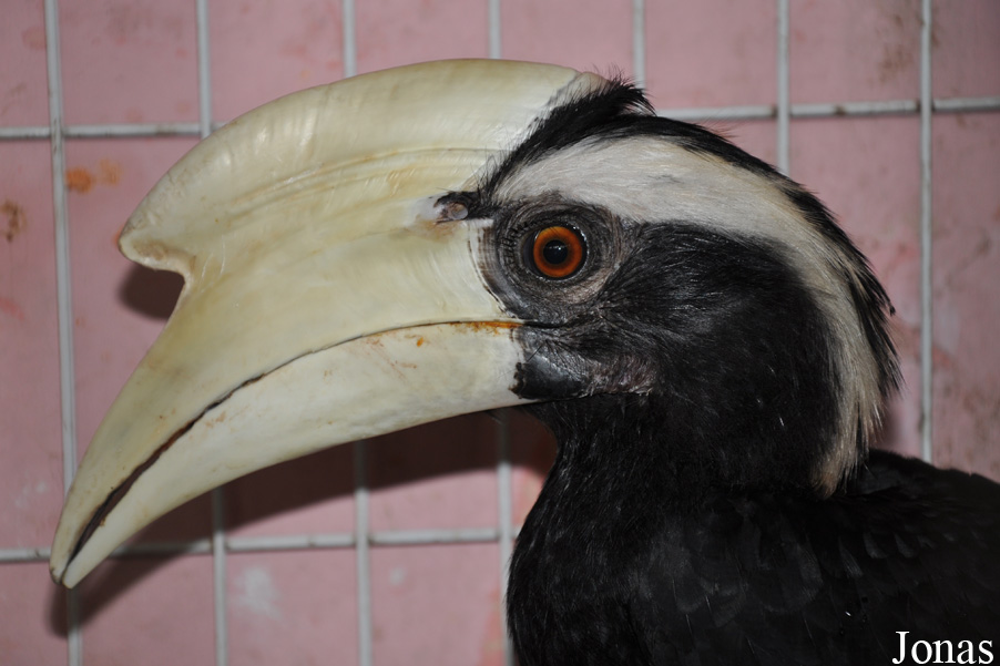 Anthracoceros malayanus