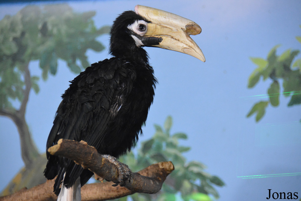 Anthracoceros marchei
