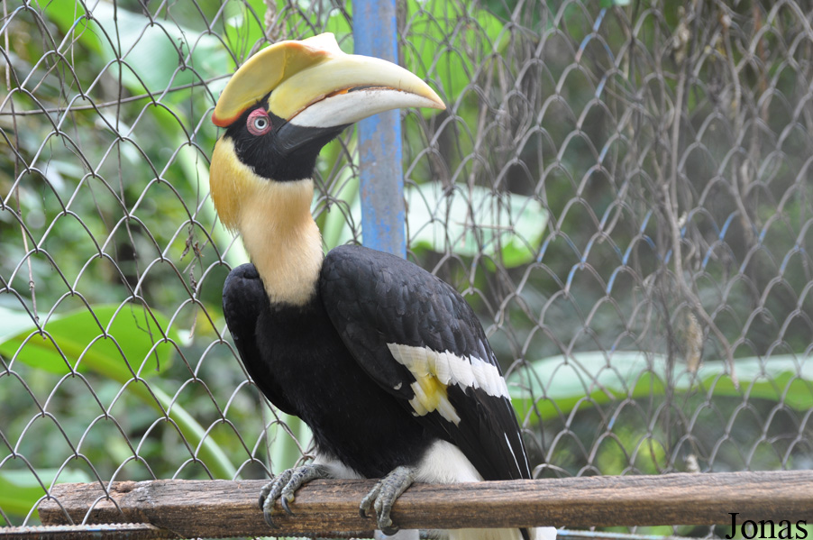 Buceros bicornis