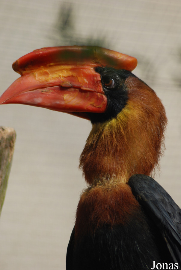 Buceros hydrocorax hydrocorax