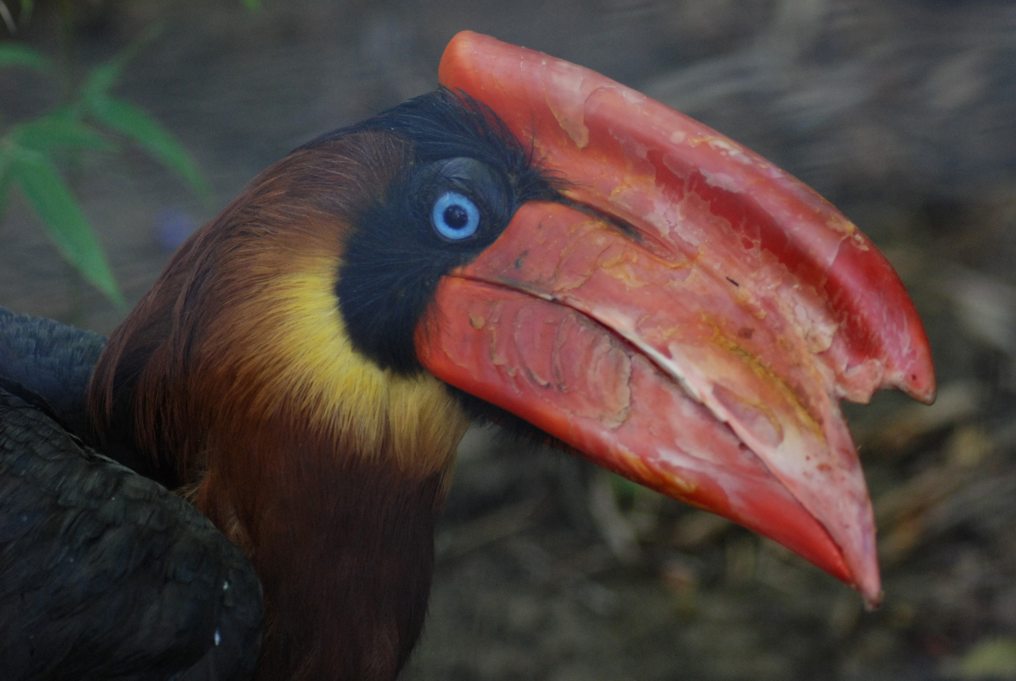Buceros hydrocorax hydrocorax