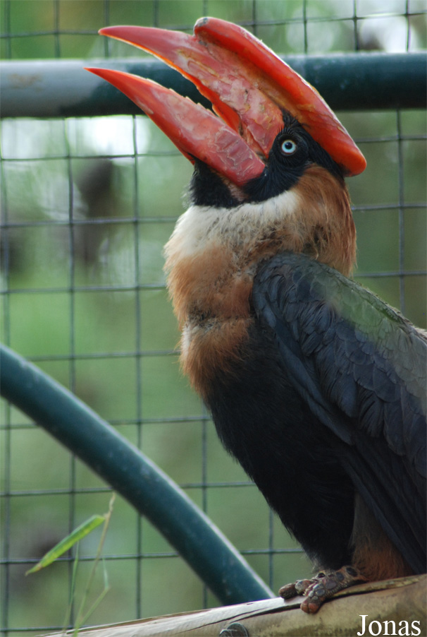 Buceros hydrocorax hydrocorax