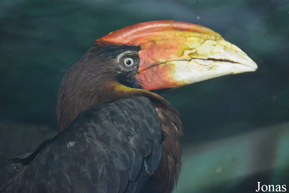 Buceros hydrocorax mindanensis