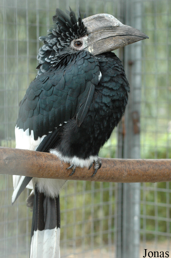 Bycanistes subcylindricus