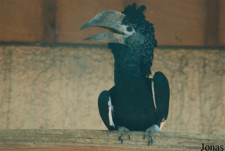 Bycanistes subcylindricus subquadratus