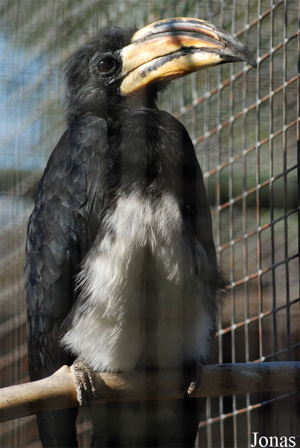Lophoceros fasciatus semifasciatus
