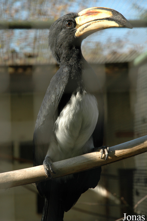 Lophoceros fasciatus semifasciatus