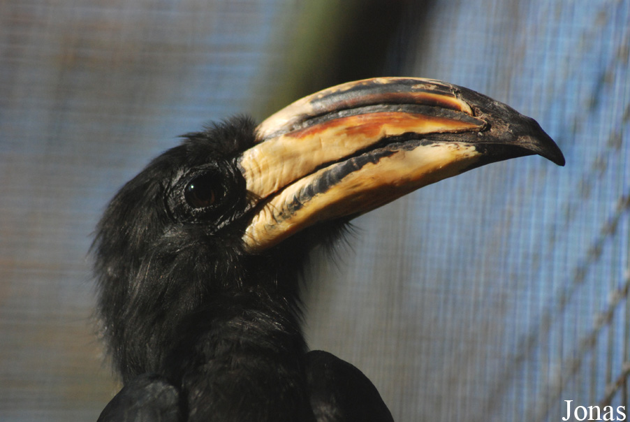 Lophoceros fasciatus semifasciatus