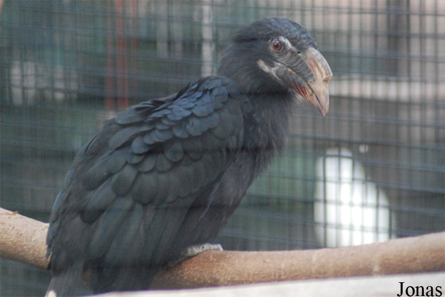 Penelopides affinis