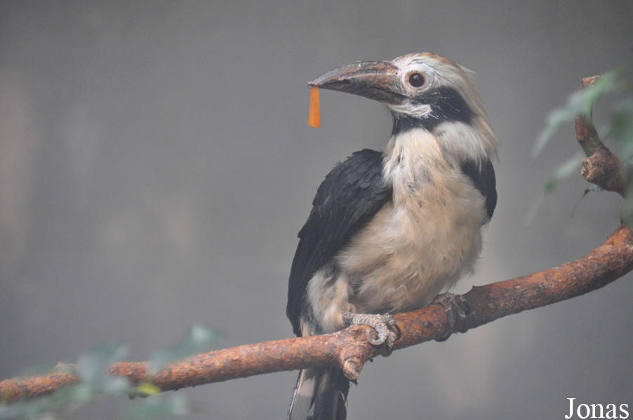 Penelopides panini