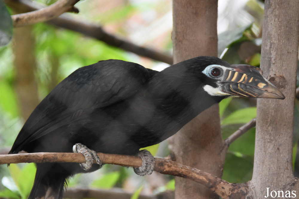 Penelopides panini panini