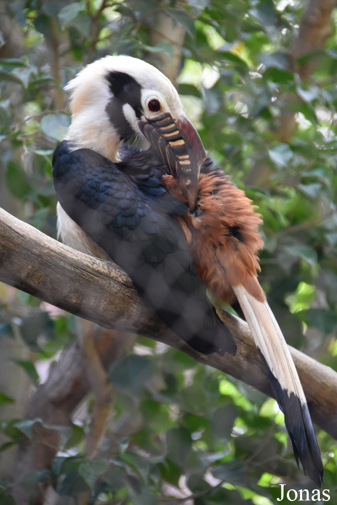 Penelopides panini panini