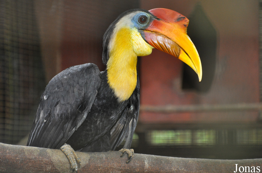 Rhabdotorrhinus corrugatus