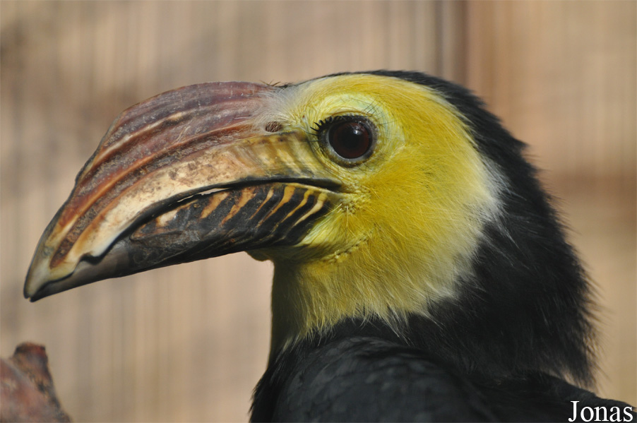 Rhabdotorrhinus exarhatus sanfordi