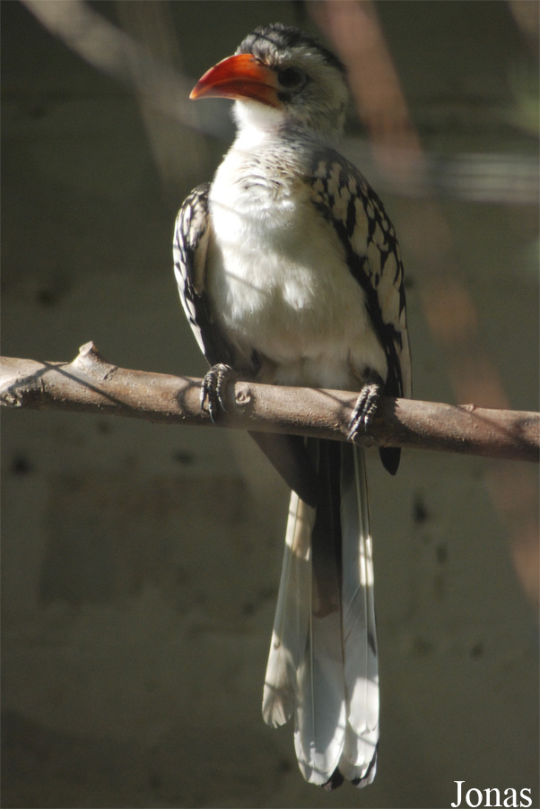 Tockus erythrorhynchus