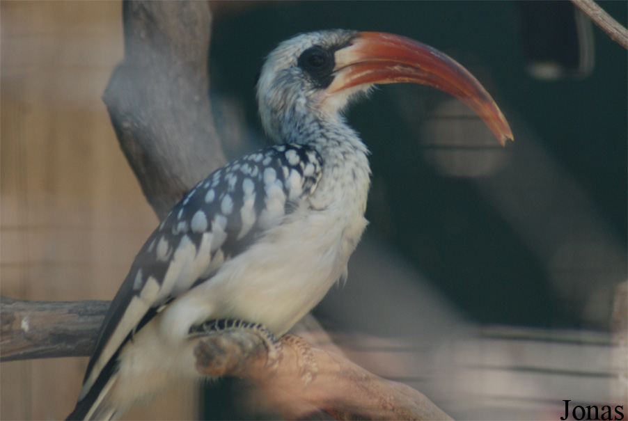 Tockus erythrorhynchus