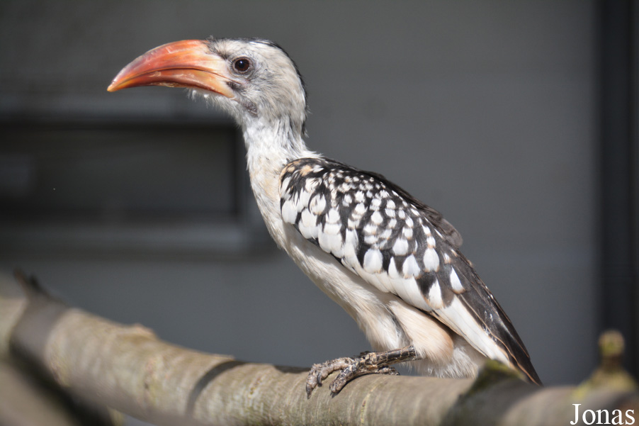 Tockus erythrorhynchus