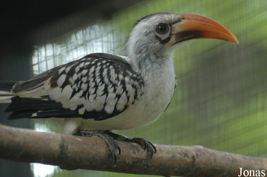 Tockus erythrorhynchus