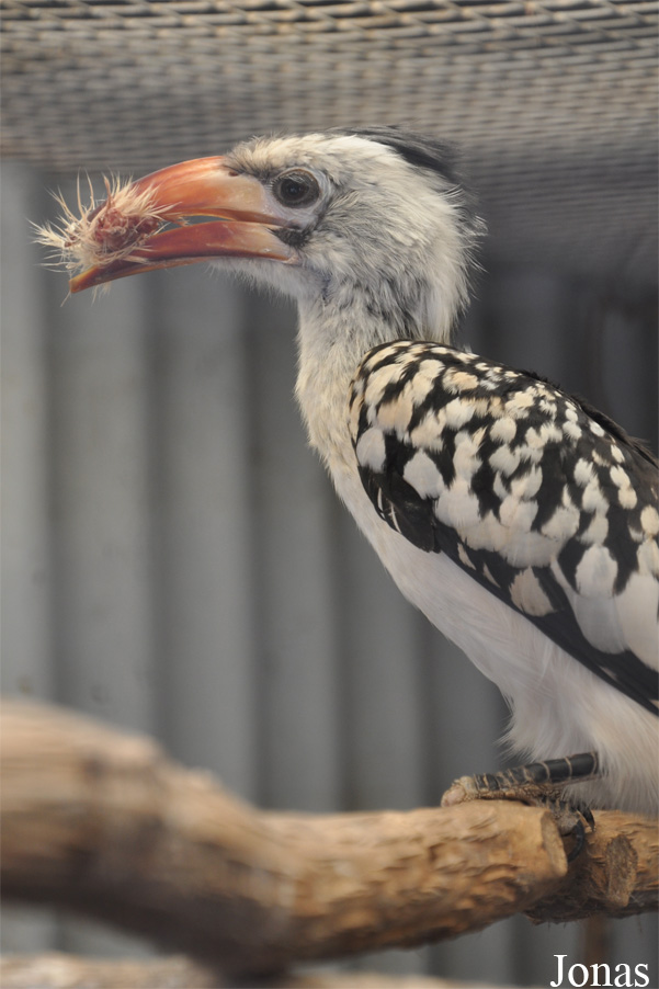 Tockus erythrorhynchus