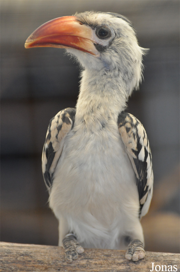 Tockus erythrorhynchus
