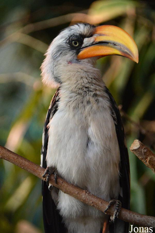 Tockus flavirostris