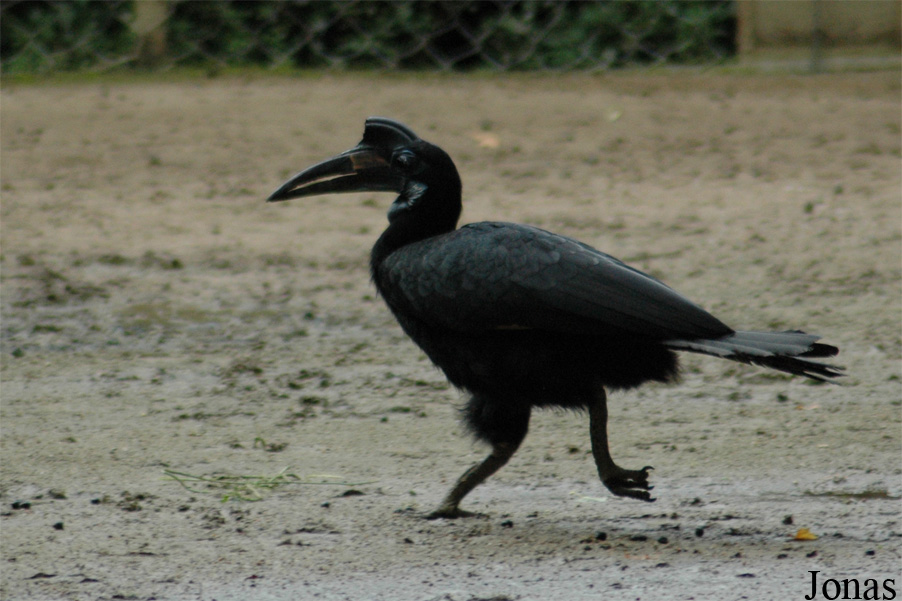 Bucorvus abyssinicus