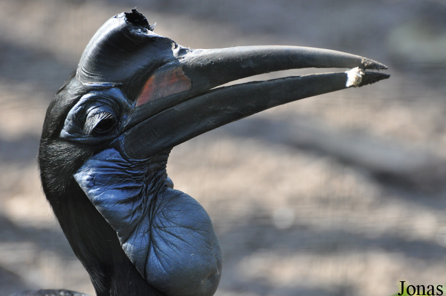 Bucorvus abyssinicus
