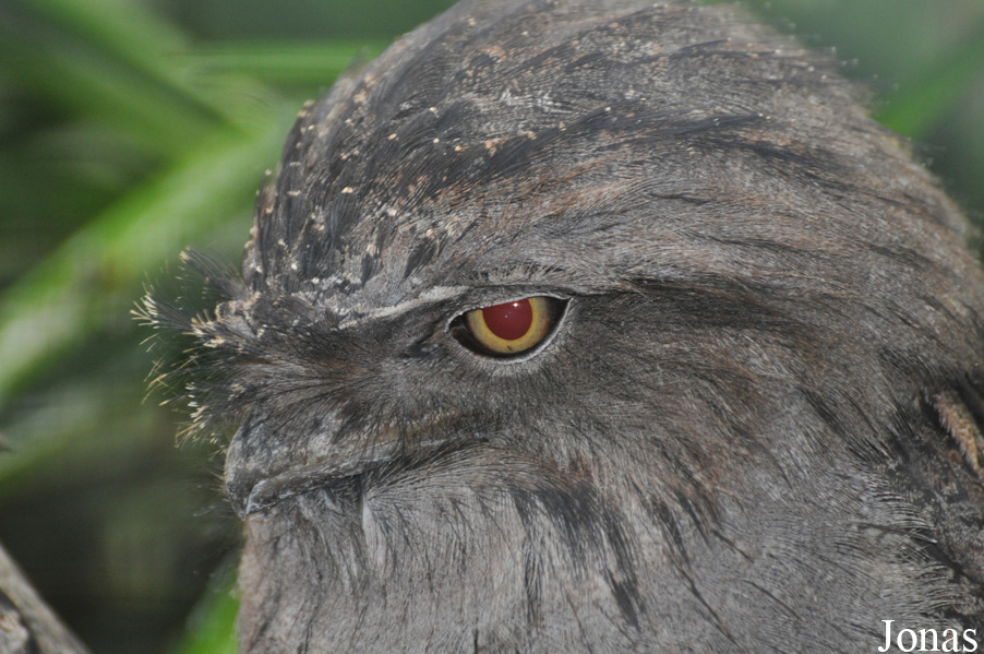 Podargus strigoides