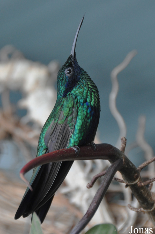 Colibri coruscans