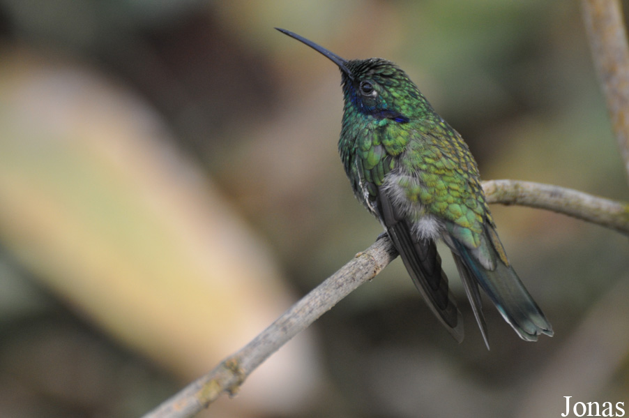 Colibri coruscans