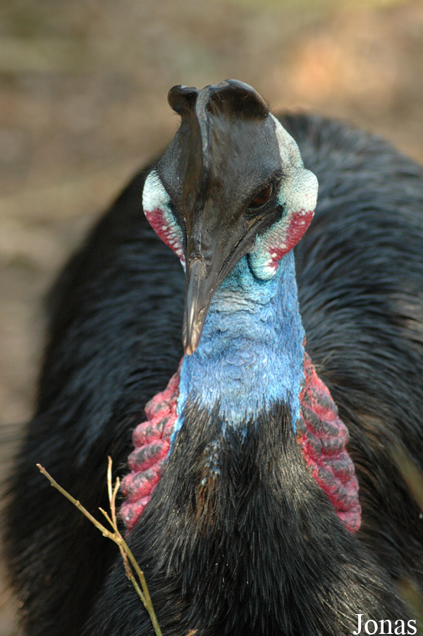 Casuarius bennetti