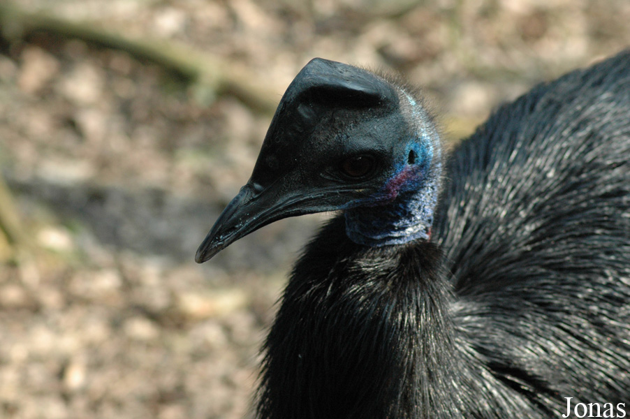 Casuarius bennetti hecki