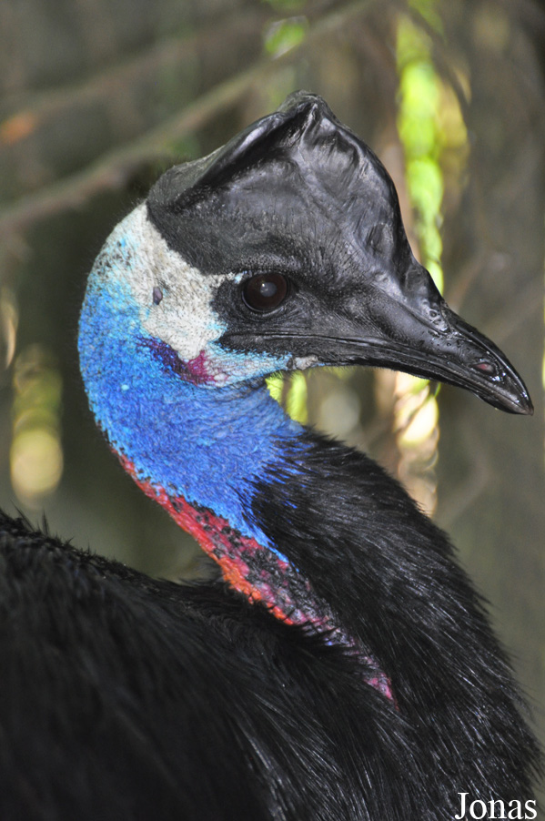 Casuarius bennetti papuanus