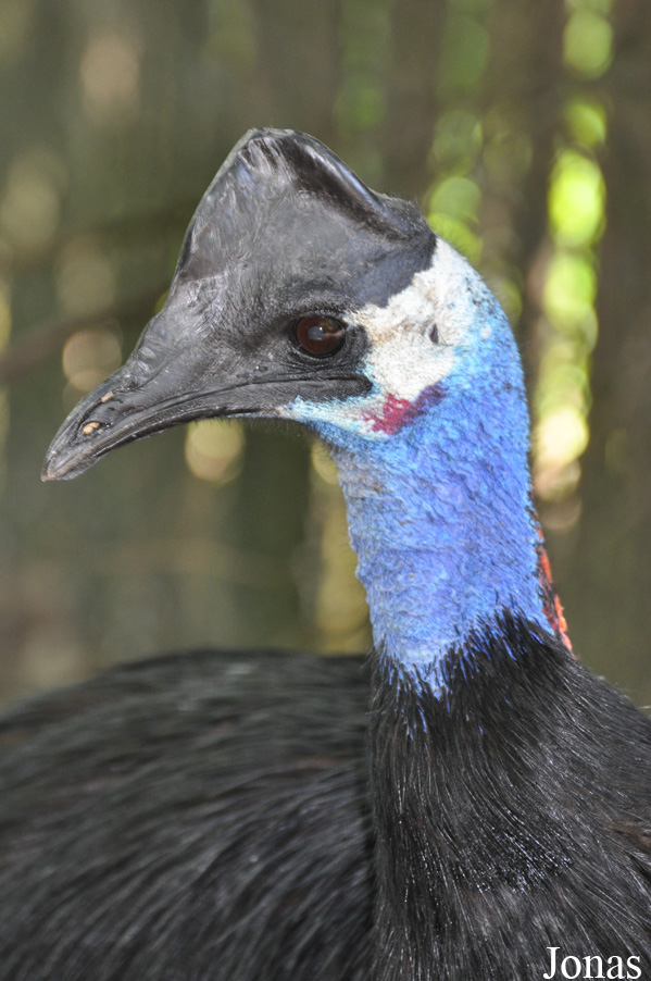 Casuarius bennetti papuanus