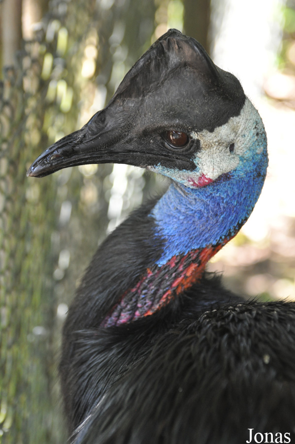 Casuarius bennetti papuanus