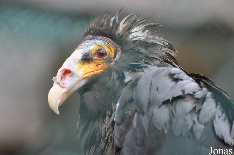 Cathartes burrovianus