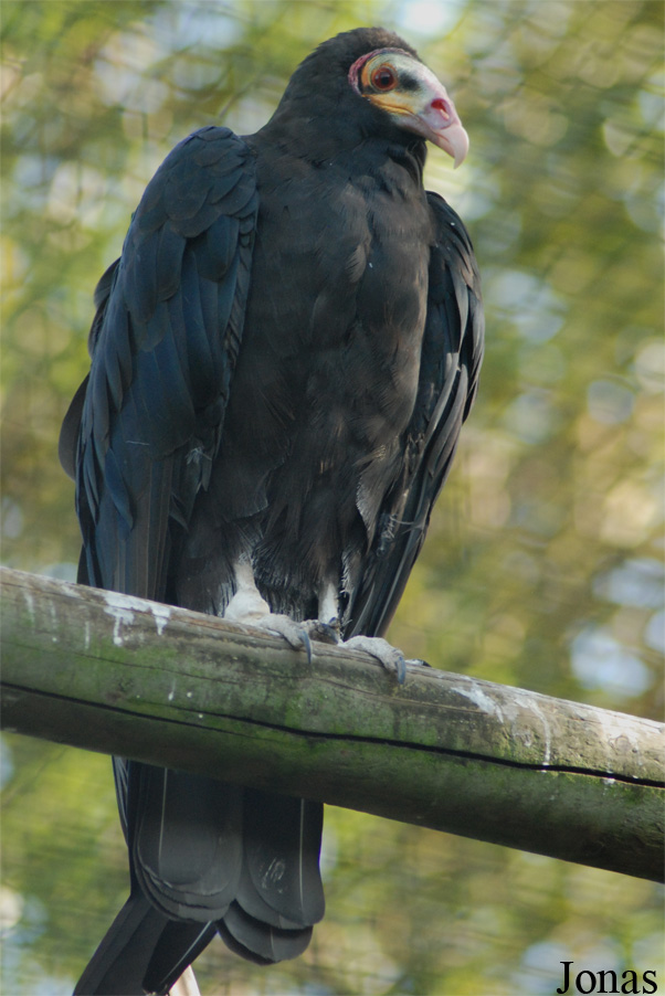 Cathartes burrovianus