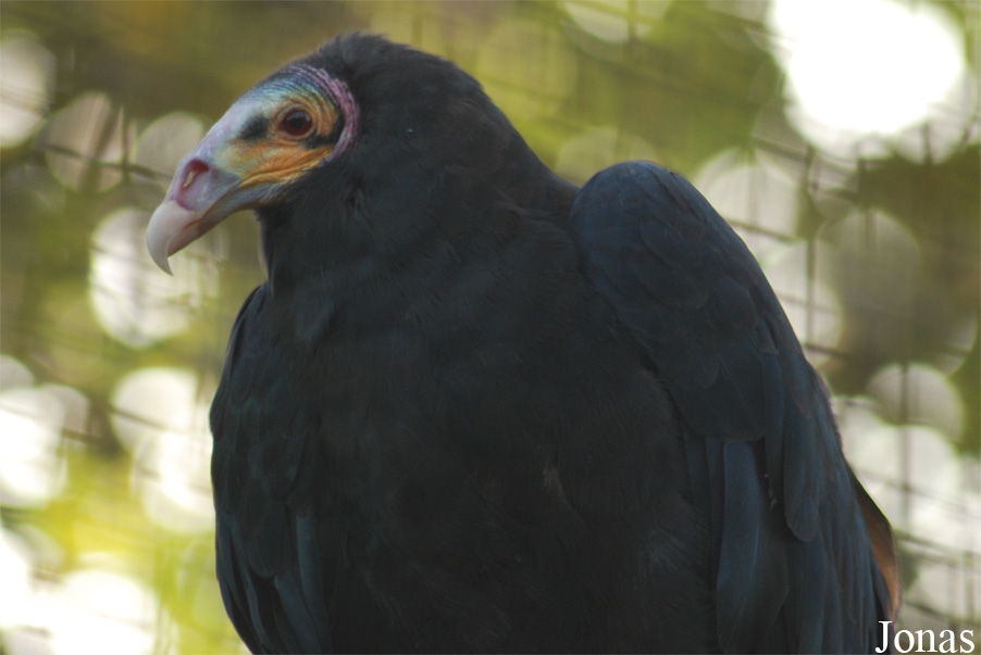Cathartes burrovianus