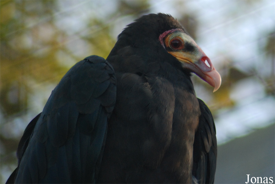 Cathartes burrovianus