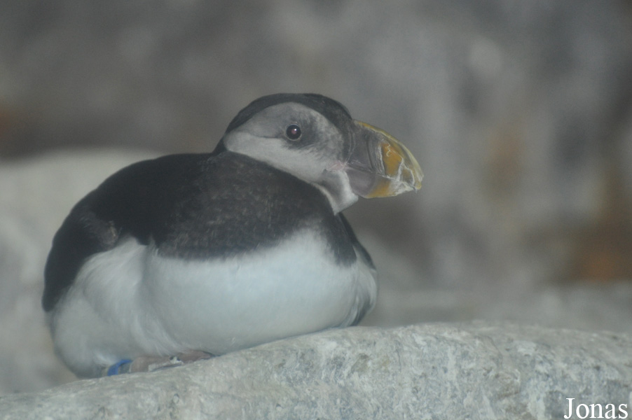 Fratercula arctica