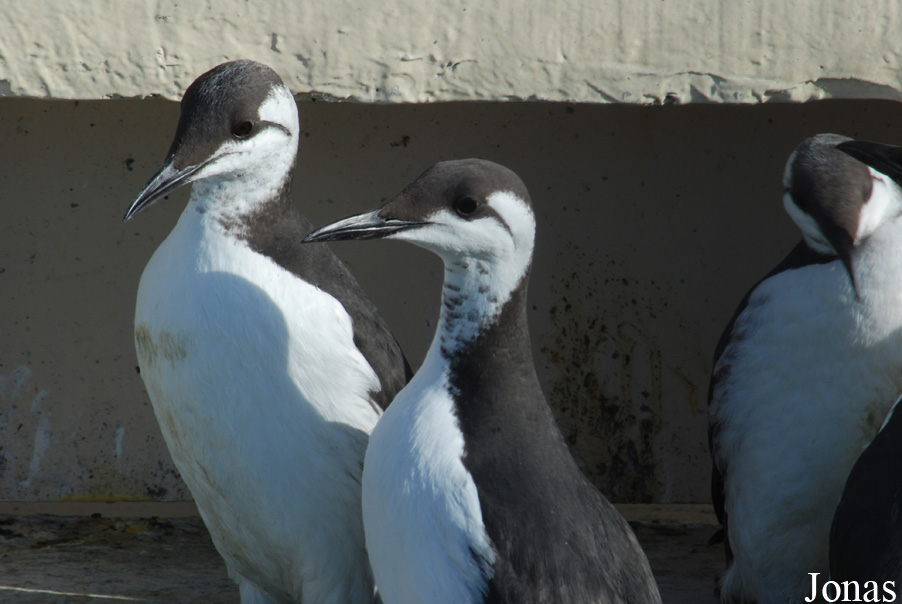 Uria aalge albionis