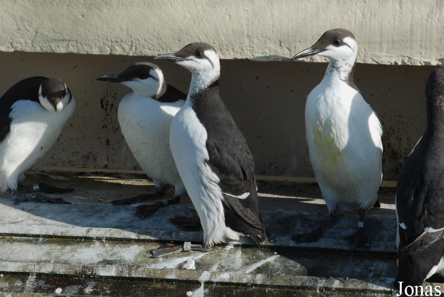 Uria aalge albionis