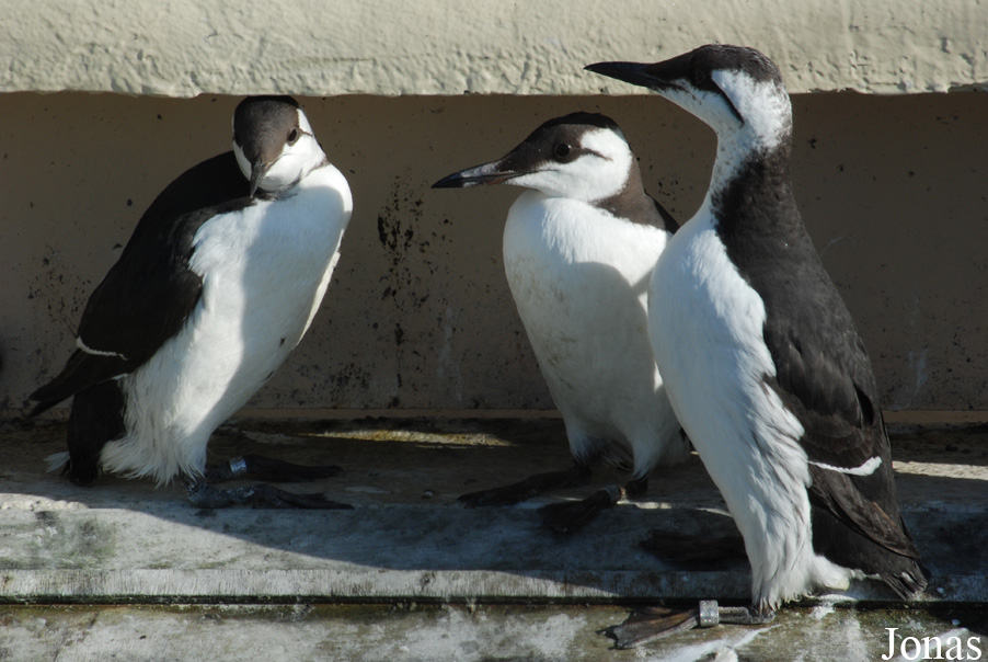 Uria aalge albionis