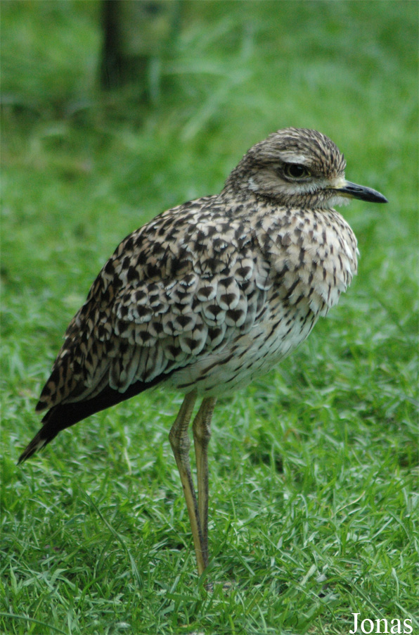 Burhinus oedicnemus