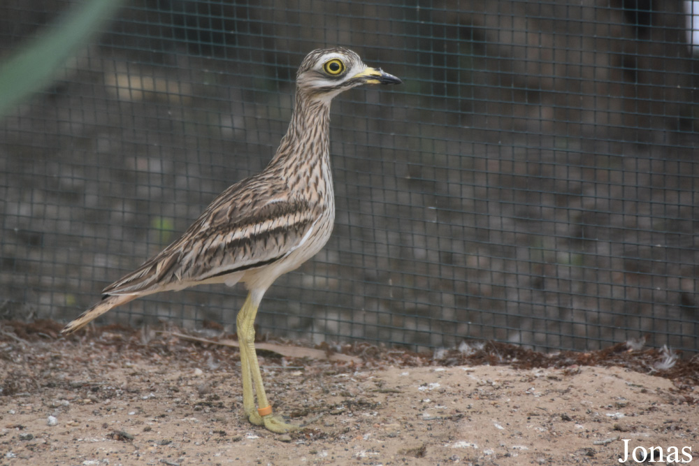 Burhinus oedicnemus oedicnemus