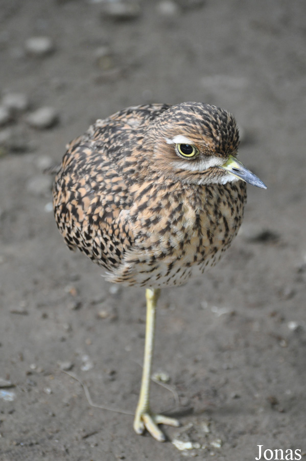 Burhinus oedicnemus oedicnemus
