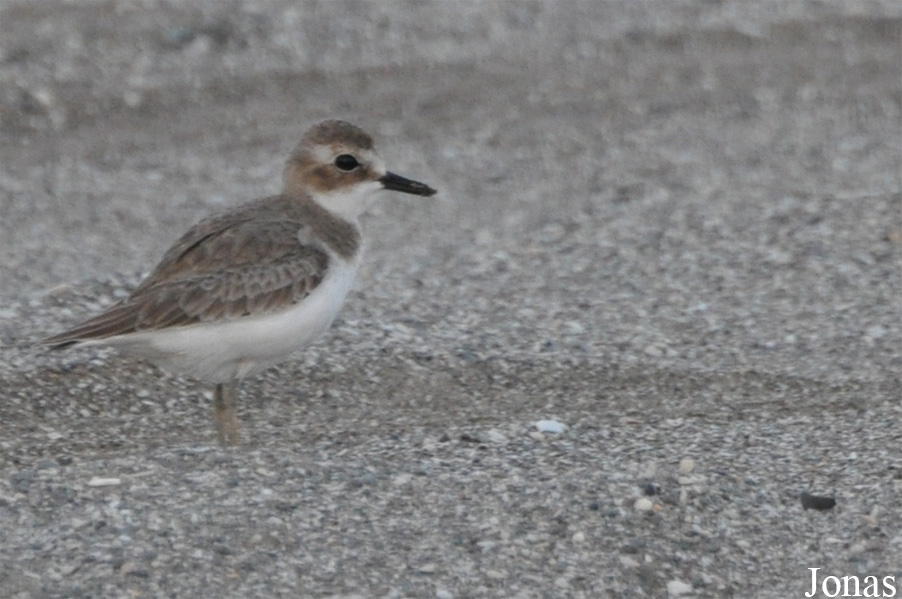 Anarhynchus leschenaultii / Khor Kalba